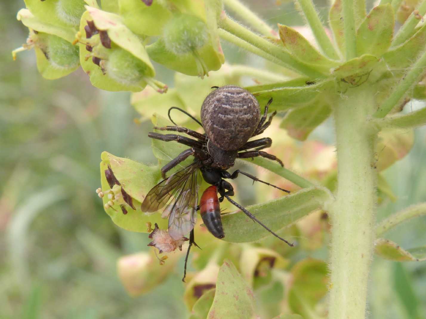 Pompilidae predato da un ragno! Possibile?